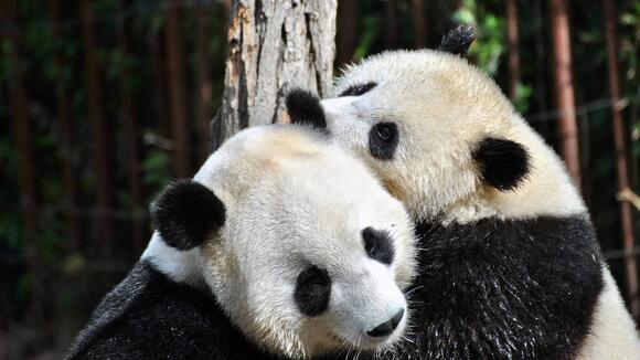 Why Giant Pandas Are Surprisingly Solitary Creatures NewsBreak