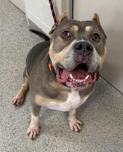 🐶 Playful, Wise & Loyal Dogs Ready for Adoption in Fishers - NewsBreak