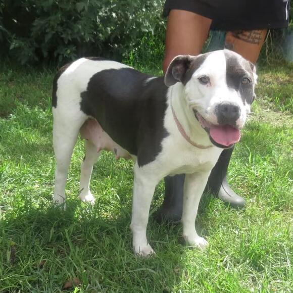 🐶 Friendly Lake Jackson Dogs Ready for Adoption Today - NewsBreak