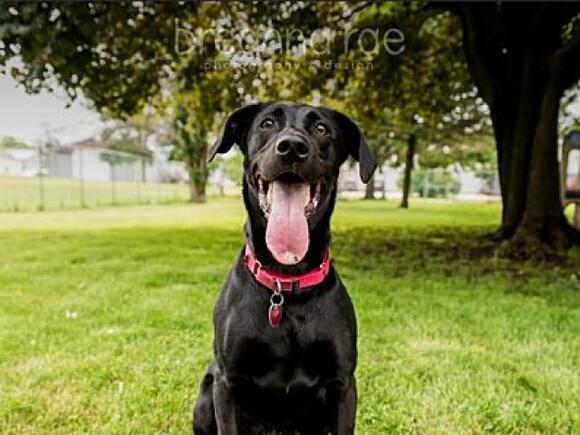 Adopt me: Saddie the black lab looking for furever home - NewsBreak