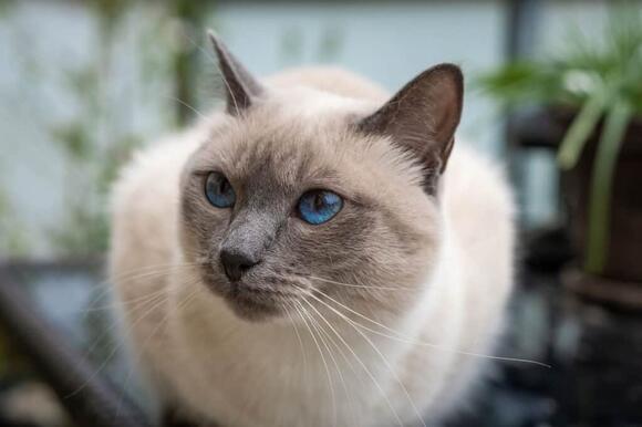 discover-3-fascinating-extinct-cat-breeds-newsbreak