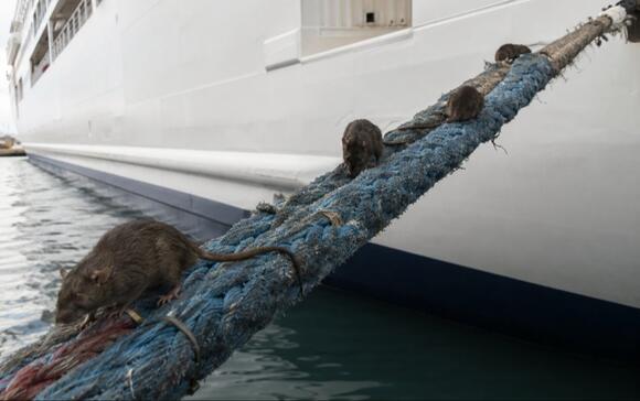Hantavirus At Florida’s Ports: What Local Residents & Passengers Need ...