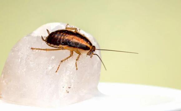 What Do You Call a Group of Cockroaches? The Answer Is Exactly How It ...