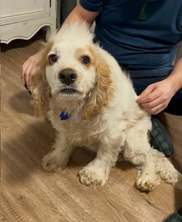 After being abused and neglected, a sweet Cocker Spaniel now seeks a ...