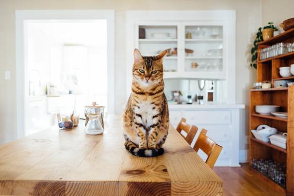 How To Be The One Constant A Cat Can Count On Newsbreak 