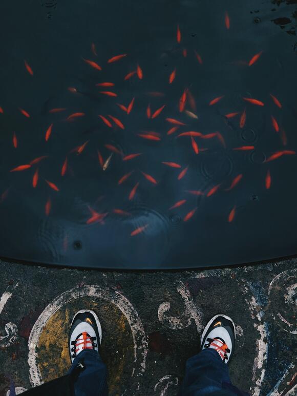 14 Places Where it Rains Fish, Frogs, and More - NewsBreak