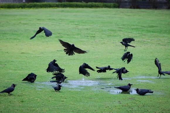 The Hidden Intelligence of Crows: What These Birds Can Teach Us About ...