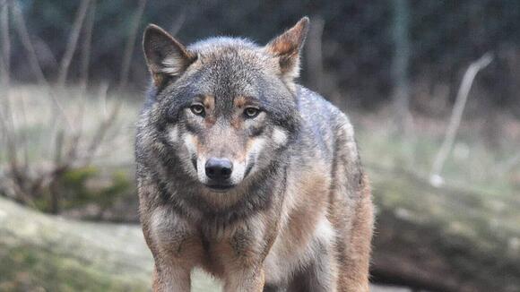 The Top 12 Places in America Where You Can See Wolves in the Wild ...