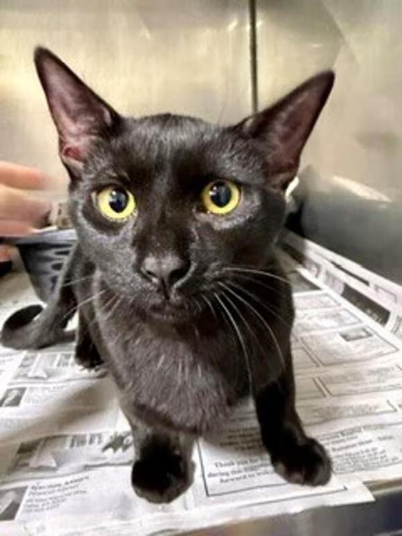 🐱 Gentle Cats in Dallas, GA Looking for Loving Homes - NewsBreak