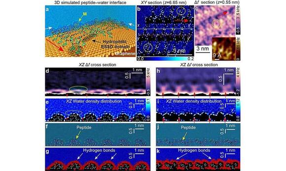 Scientists visualize proteins' hidden water architecture that may help ...