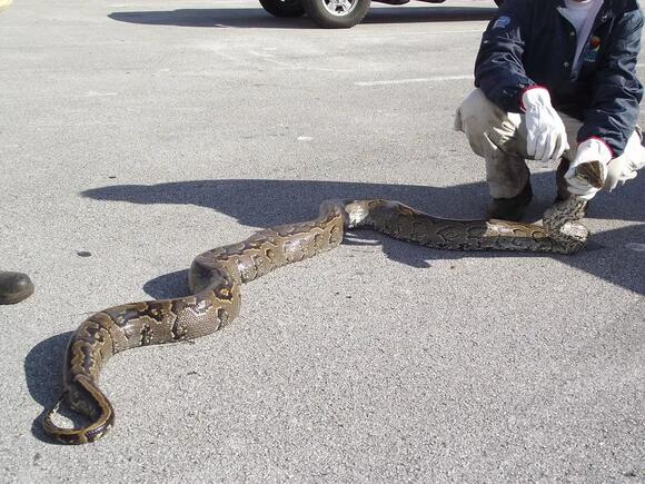 Florida’s Invasive Snake Crisis: 8 Species Every Resident Should Know ...