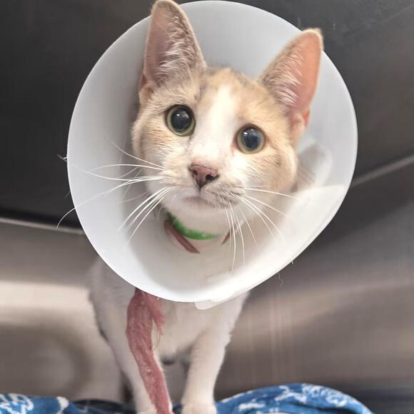 🐱 Friendly Cats Waiting for Adoption in Fort Wayne - NewsBreak