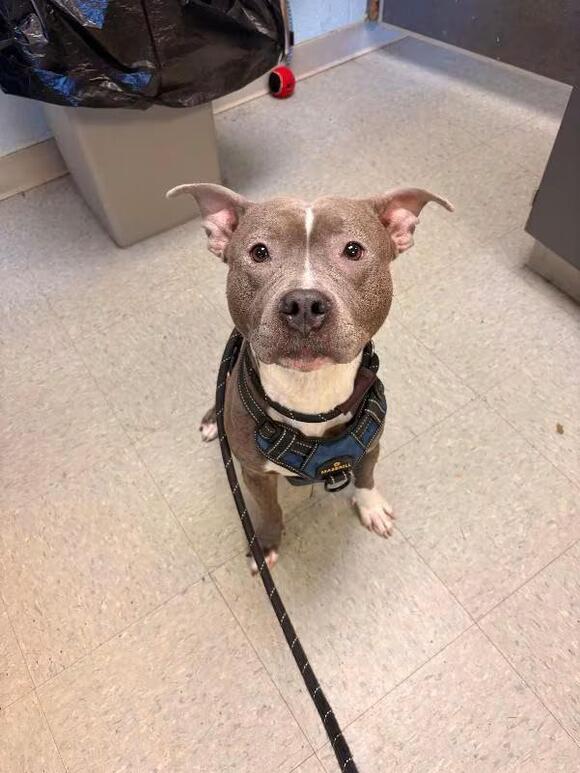 🐶 Gentle Medina Dogs Ready for Loving Homes and New Beginnings - NewsBreak