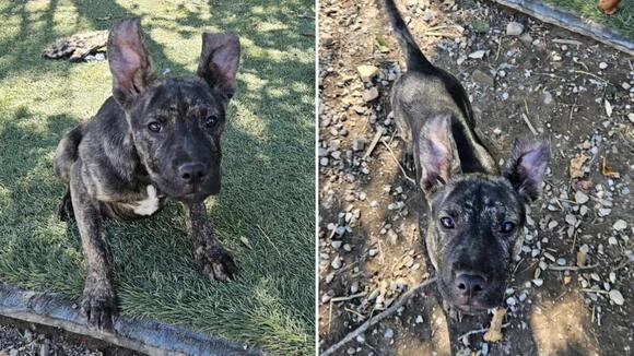Meet Rambo Ready: The Malinois Mix Puppy in Need of Family - NewsBreak