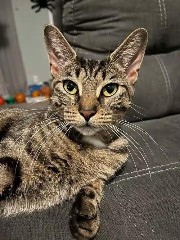 🐱 Playful Rochester Kittens & Young Cats Ready for Adoption - NewsBreak