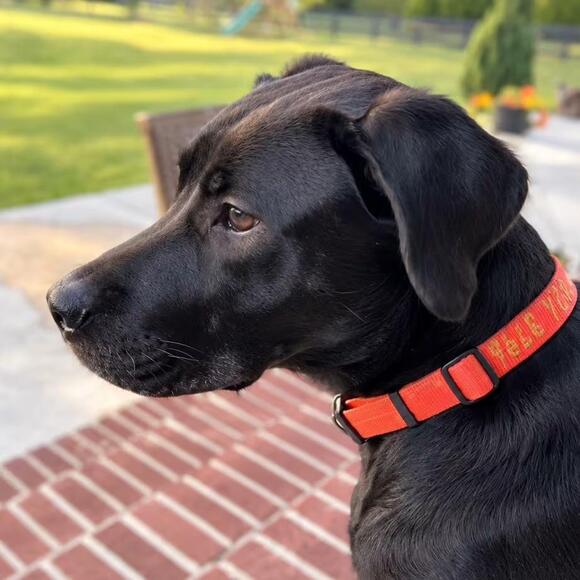 🐶 Playful, Gentle & Loyal Dogs Ready for Adoption in Apex - NewsBreak