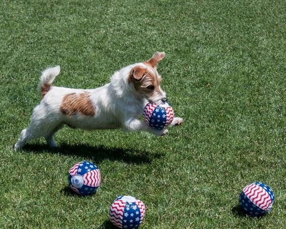 30 Patriotic Dogs Celebrating The 4th Of July [PICTURES ...