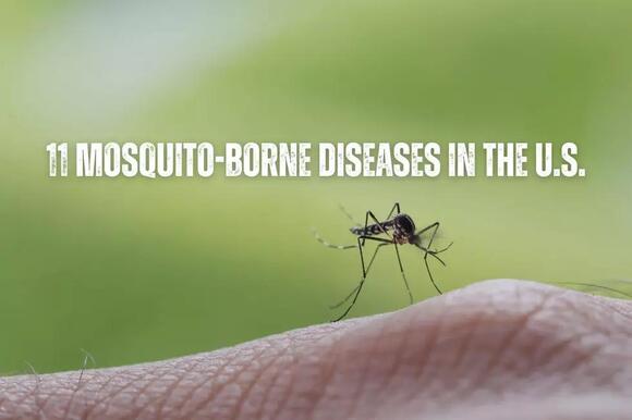 CDC Alert Kissing Bugs Found in Indiana - NewsBreak