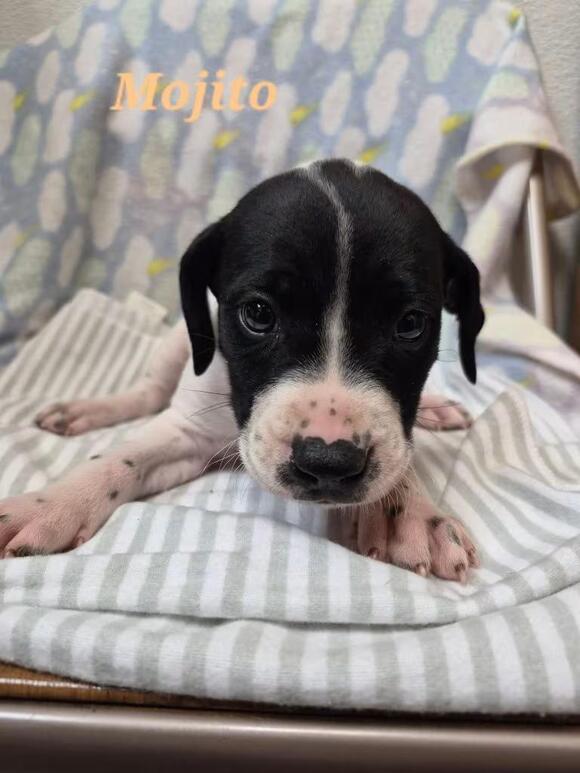 🐶 Playful Pointer-Lab Puppies Ready for Adoption in Clinton, SC - NewsBreak