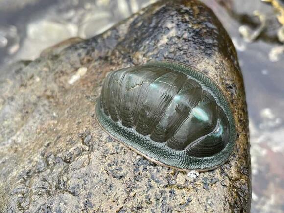Discover 5 Types of Sea Animals With Shells (and Why They Have Them ...