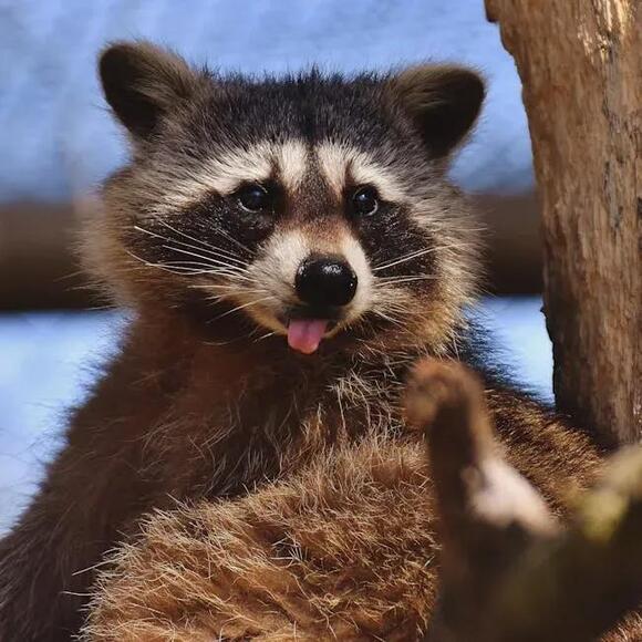 8 Common Misconceptions About Raccoons That Might Surprise You - NewsBreak