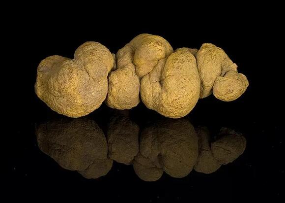 Ancient Pollen Samples Uncover Dinosaur Dietary Secrets - NewsBreak