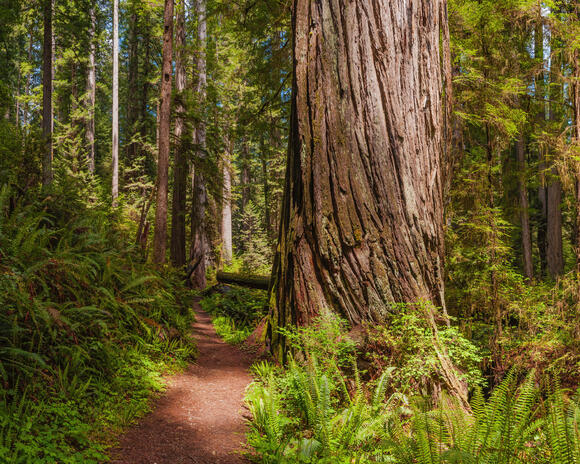 I've Been Writing About Trees for 20 Years, These Are the 5 Native ...