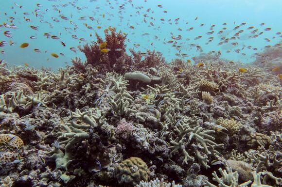 Almost all coral reef ecosystems face risk of collapse in 50 years ...