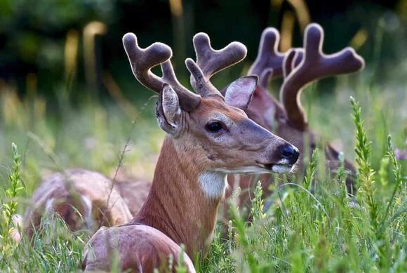 How Fast Are Deer? Top Speeds and How It Compares to Its Predators ...