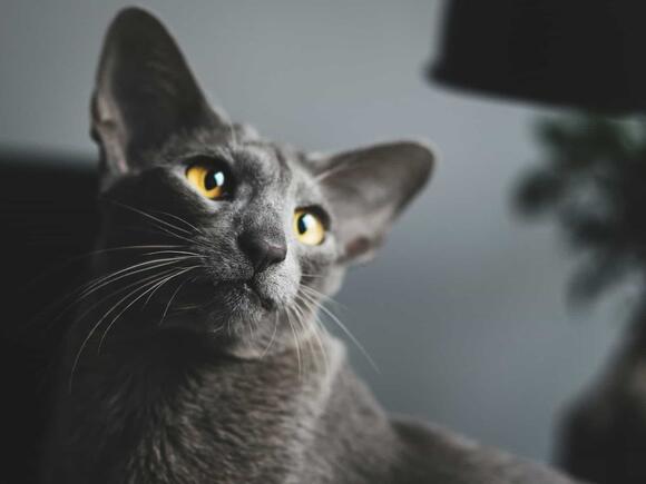 The 10 Most Talkative Cat Breeds That Never Stay Quiet - NewsBreak