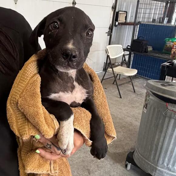 🐶 Playful Puppies and Young Dogs Ready for Adoption in Bastrop - NewsBreak