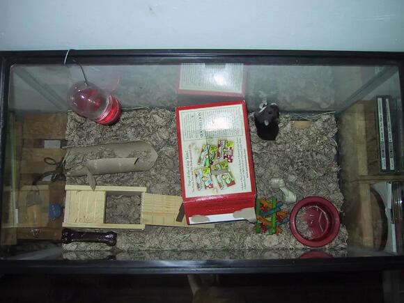 Help Arena Particle Compactized Hamster Cage Shelving Reference: The Best Hamster Cage Setup For A Happy And Thriving