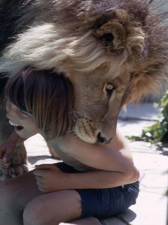 The Wild Story Of How Tippi Hedren And Her Family Lived With A 400 ...