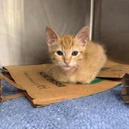 🐱 Playful, Sweet & Silly Cats Ready for Adoption in Carrollton - NewsBreak