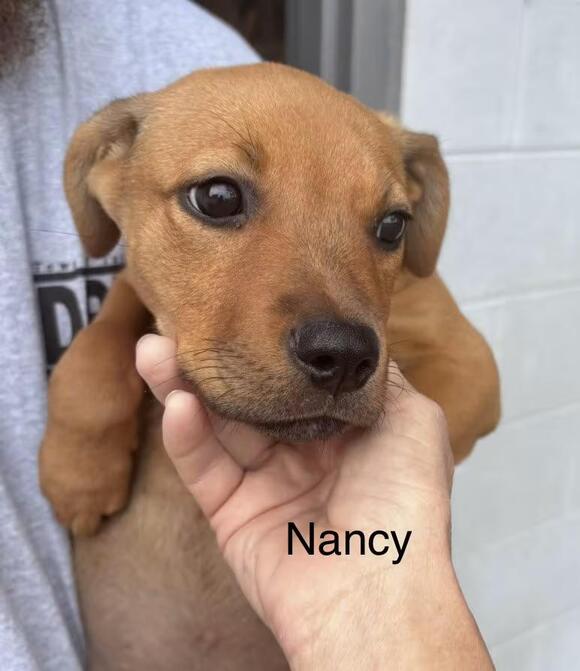 🐶 Rottweiler Puppies Ready for Adoption in South Amboy, NJ - NewsBreak