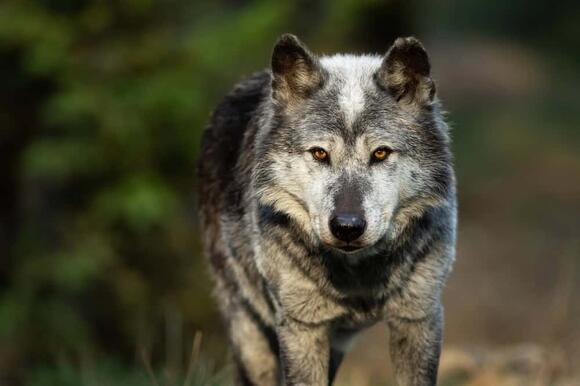 The Top 12 Places in America Where You Can See Wolves in the Wild ...