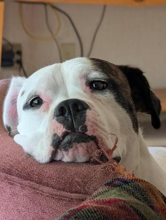 🐶 Loyal, Gentle & Fun-Loving Dogs Ready for Adoption in Aurora - NewsBreak