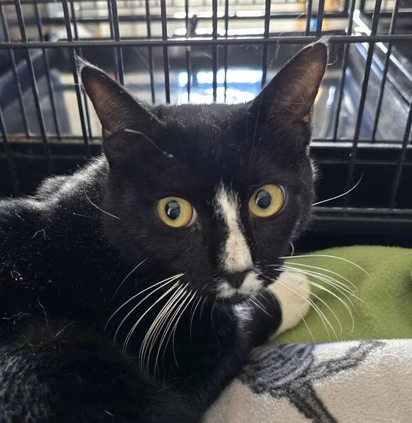 🐱 Gentle Southbury Cats Ready for Adoption at Whiskers Pet Rescue ...