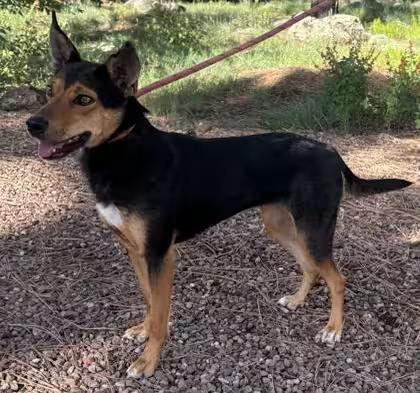 🐶 Playful & Loving Dogs Ready for Adoption in Lakeside, AZ - NewsBreak