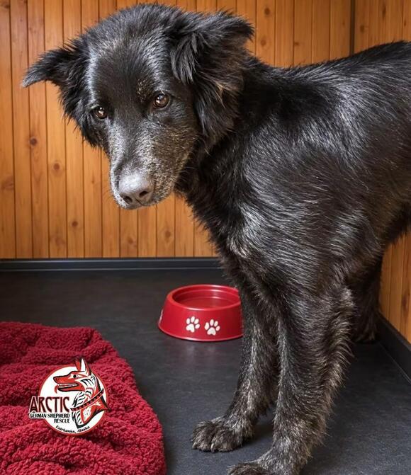 🐶 Playful, Gentle & Loyal Dogs Ready for Adoption in Fairbanks - NewsBreak