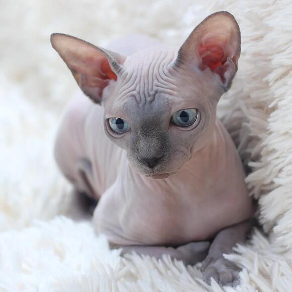 12 Cat Breeds That Shed Less Than You Think - NewsBreak