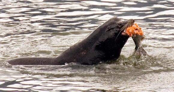 Approved Killing Of Sea Lions In The Columbia River Likely To Begin Next Week