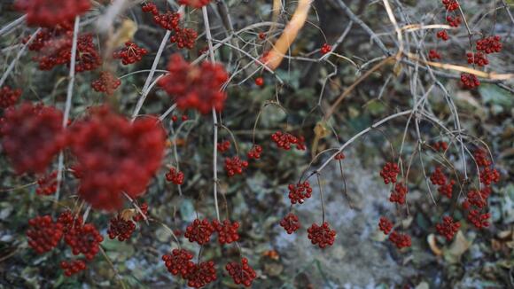 After summerlike heat, a first frost is possible this weekend in the ...