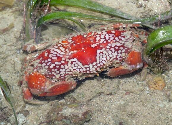16 Types of Crabs in the Philippines Every Marine Enthusiast Should ...
