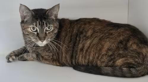 🐱 Friendly Cats Waiting for Adoption in Satellite Beach - NewsBreak