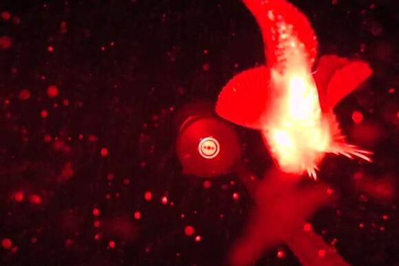 Rare Arctic Seafloor Footage Captures Narwhals, Backward-Swimming Fish ...