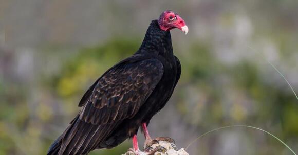 Vulture vs Eagle: Key Differences Explained - NewsBreak