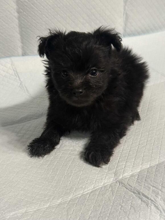 🐶 Playful Puppies and Sweet Young Dogs Ready for Adoption in Culver ...
