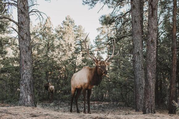 What Do You Call a Group of Elk? The Answer Sounds Like Trouble - NewsBreak