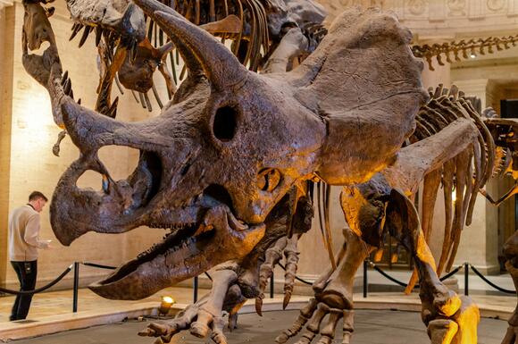 How Paleontologists Reconstruct Dinosaurs from Just a Few Bones - NewsBreak
